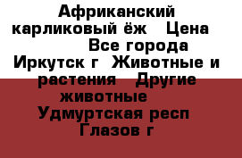 Африканский карликовый ёж › Цена ­ 6 000 - Все города, Иркутск г. Животные и растения » Другие животные   . Удмуртская респ.,Глазов г.